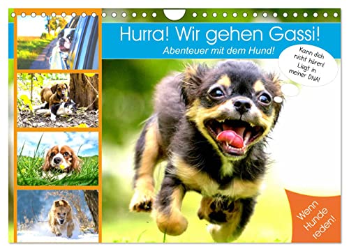 Hurra! Wir gehen Gassi! Abenteuer mit dem Hund! (Wandkalender 2025 DIN A4 quer), CALVENDO Monatskalender von CALVENDO