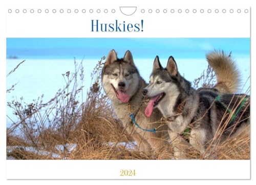 Huskies! (Wandkalender 2024 DIN A4 quer), CALVENDO Monatskalender