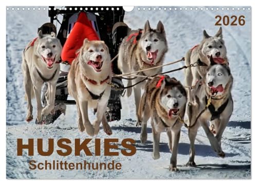 Huskies - Schlittenhunde (Wandkalender 2026 DIN A3 quer), CALVENDO Monatskalender: Huskies - freundlich und aufmerksam, mit einem unglaublichen Orientierungssinn. (CALVENDO Tiere) von Calvendo