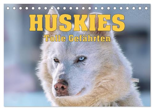 Huskies - Tolle Gefährten (Tischkalender 2026 DIN A5 quer), CALVENDO Monatskalender: Schlittenhunde namens Huskies (CALVENDO Tiere) von Calvendo
