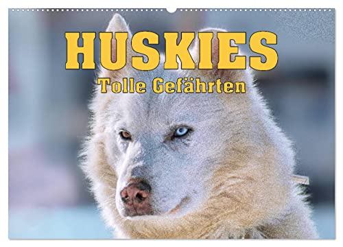 Huskies - Tolle Gefährten (Wandkalender 2025 DIN A2 quer), CALVENDO Monatskalender von CALVENDO