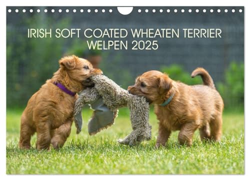 IRISH SOFT COATED WHEATEN TERRIER WELPEN 2025 (Wandkalender 2025 DIN A4 quer), CALVENDO Monatskalender von CALVENDO
