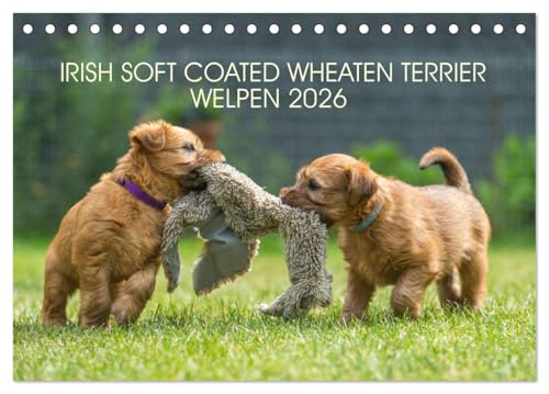 IRISH SOFT COATED WHEATEN TERRIER WELPEN 2026 (Tischkalender 2026 DIN A5 quer), CALVENDO Monatskalender von CALVENDO