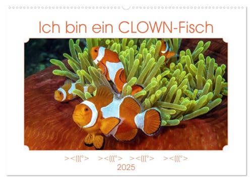 Ich bin ein CLOWN-Fisch (Wandkalender 2025 DIN A2 quer), CALVENDO Monatskalender: Der gezeigte Clownfisch erlangte als NEMO Weltruhm in einem sehr bekannten Animationsfilm. (CALVENDO Tiere) von Calvendo