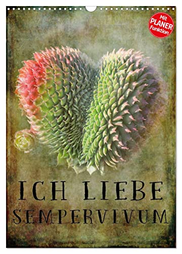 Ich liebe Sempervivum (Wandkalender 2025 DIN A3 hoch), CALVENDO Monatskalender von CALVENDO