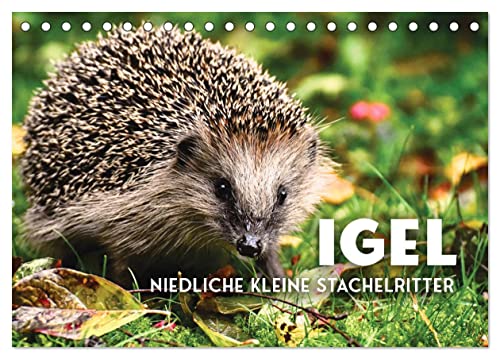 Igel - Niedliche kleine Stachelritter (Tischkalender 2025 DIN A5 quer), CALVENDO Monatskalender von CALVENDO
