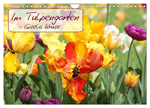Im Tulpengarten (Wandkalender 2025 DIN A4 quer), CALVENDO Monatskalender von CALVENDO