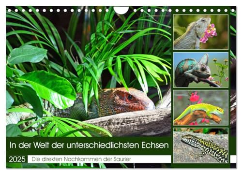 In der Welt der unterschiedlichsten Echsen (Wandkalender 2025 DIN A4 quer), CALVENDO Monatskalender von CALVENDO