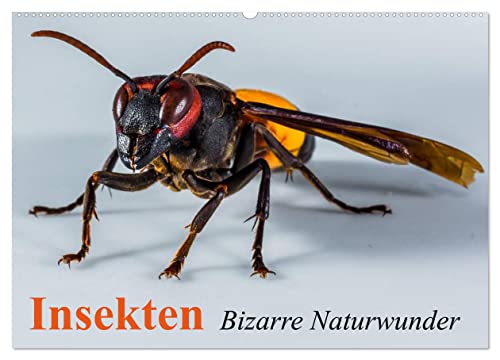 Insekten • Bizarre Naturwunder (Wandkalender 2025 DIN A2 quer), CALVENDO Monatskalender von CALVENDO