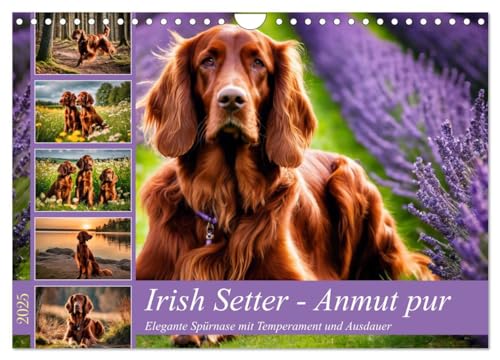 Irish Setter - Anmut pur (Wandkalender 2025 DIN A4 quer), CALVENDO Monatskalender: Elegante Spürnase mit Temperament und Ausdauer (CALVENDO Tiere) von Calvendo