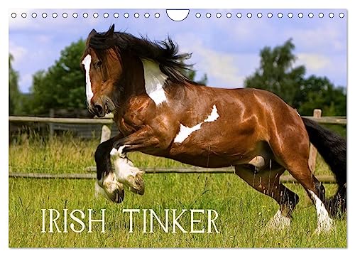 Irish Tinker (Wandkalender 2025 DIN A4 quer), CALVENDO Monatskalender von CALVENDO