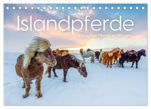 Islandpferde - Die süßen Pferde im Norden. (Tischkalender 2025 DIN A5 quer), CALVENDO Monatskalender von CALVENDO
