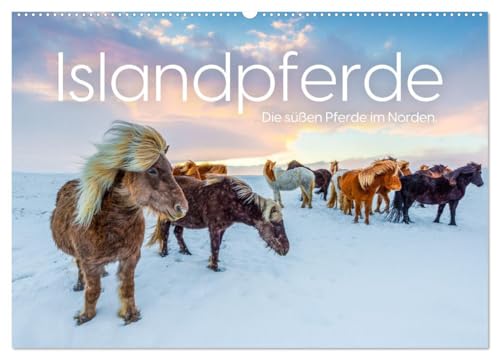 Islandpferde - Die süßen Pferde im Norden. (Wandkalender 2025 DIN A2 quer), CALVENDO Monatskalender von CALVENDO