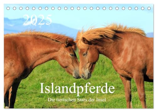 Islandpferde - Die tierischen Stars der Insel (Tischkalender 2025 DIN A5 quer), CALVENDO Monatskalender von CALVENDO