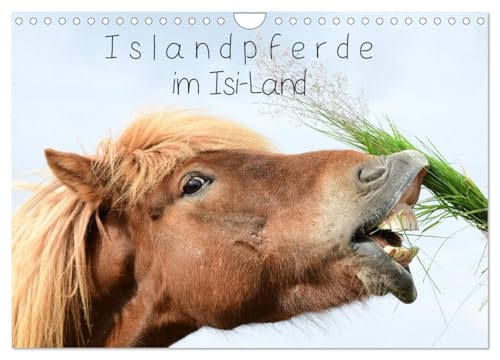 Islandpferde im Isi-Land (Wandkalender 2025 DIN A4 quer), CALVENDO Monatskalender von CALVENDO