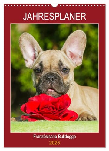 Jahresplaner Französische Bulldogge (Wandkalender 2025 DIN A3 hoch), CALVENDO Monatskalender von CALVENDO