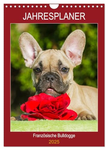 Jahresplaner Französische Bulldogge (Wandkalender 2025 DIN A4 hoch), CALVENDO Monatskalender von CALVENDO