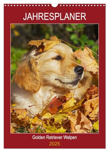 Jahresplaner Golden Retriever Welpen (Wandkalender 2025 DIN A3 hoch), CALVENDO Monatskalender von CALVENDO