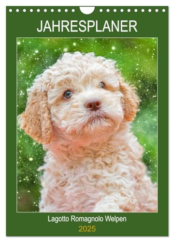 Jahresplaner Lagotto Romagnolo Welpen (Wandkalender 2025 DIN A4 hoch), CALVENDO Monatskalender von CALVENDO