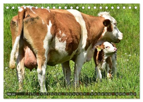 Kälber und Rinder (Tischkalender 2025 DIN A5 quer), CALVENDO Monatskalender: Kühe, Kälber, Rinder - klasse Tiere (CALVENDO Tiere) von Calvendo