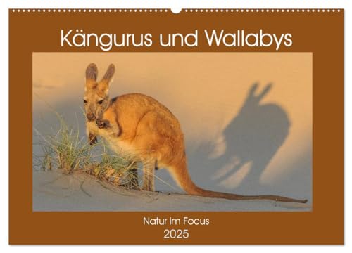 Kängururs und Wallabys (Wandkalender 2025 DIN A2 quer), CALVENDO Monatskalender von CALVENDO
