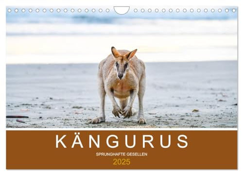 Kängurus, sprunghafte Gesellen (Wandkalender 2025 DIN A4 quer), CALVENDO Monatskalender von CALVENDO