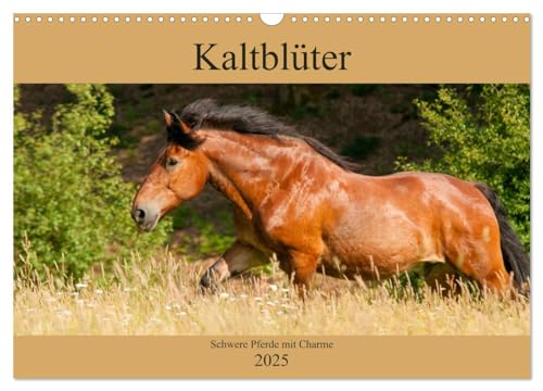 Kaltblüter - Schwere Pferde mit Charme (Wandkalender 2025 DIN A3 quer), CALVENDO Monatskalender von CALVENDO