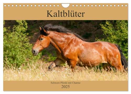 Kaltblüter - Schwere Pferde mit Charme (Wandkalender 2025 DIN A4 quer), CALVENDO Monatskalender von CALVENDO