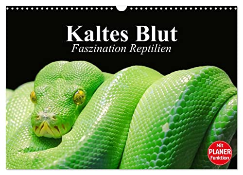 Kaltes Blut. Faszination Reptilien (Wandkalender 2025 DIN A3 quer), CALVENDO Monatskalender