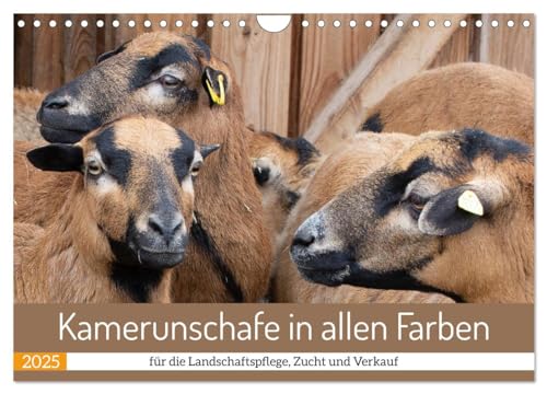 Kamerunschafe in allen Farben (Wandkalender 2025 DIN A4 quer), CALVENDO Monatskalender von CALVENDO