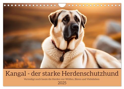 Kangal - der starke Herdenschutzhund (Wandkalender 2025 DIN A4 quer), CALVENDO Monatskalender von CALVENDO
