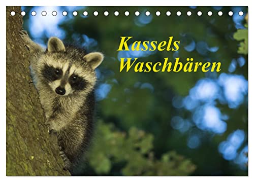 Kassels Waschbären (Tischkalender 2025 DIN A5 quer), CALVENDO Monatskalender von CALVENDO