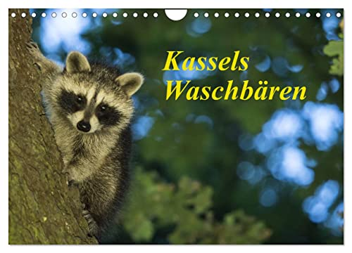Kassels Waschbären (Wandkalender 2025 DIN A4 quer), CALVENDO Monatskalender von CALVENDO