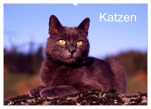 Katzen (Wandkalender 2026 DIN A2 quer), CALVENDO Monatskalender: Ein Kalender von Werner Layer. (CALVENDO Tiere) von Calvendo
