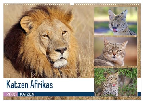 Katzen Afrikas (Wandkalender 2025 DIN A2 quer), CALVENDO Monatskalender von CALVENDO