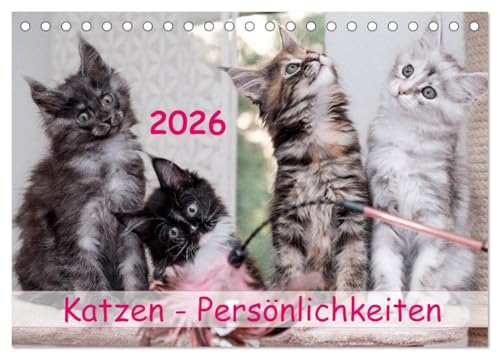 Katzen Persönlichkeiten 2026 (Tischkalender 2026 DIN A5 quer), CALVENDO Monatskalender: Schöne Katzenbilder (CALVENDO Tiere) von Calvendo