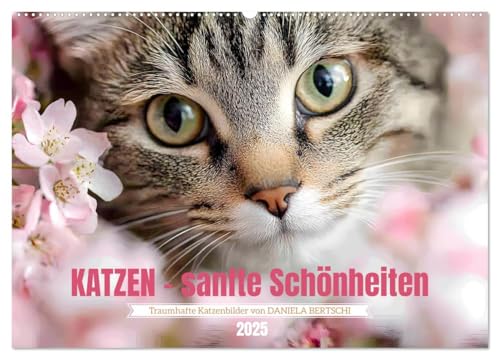 Katzen - sanfte Schönheiten (Wandkalender 2025 DIN A2 quer), CALVENDO Monatskalender von CALVENDO