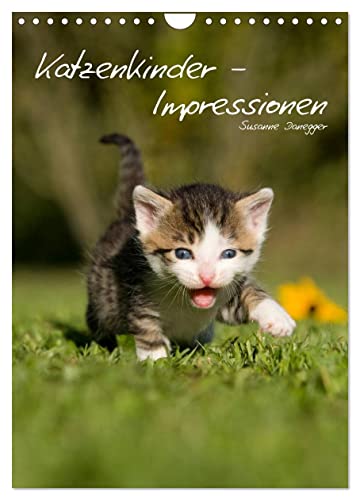 Katzenkinder - Impressionen (Wandkalender 2025 DIN A4 hoch), CALVENDO Monatskalender von CALVENDO
