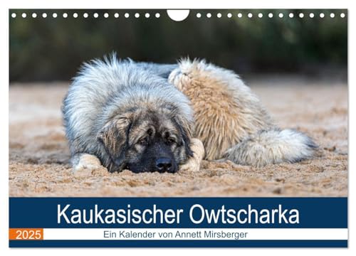 Kaukasischer Owtscharka (Wandkalender 2025 DIN A4 quer), CALVENDO Monatskalender: Ihre Aufgabe ist die Bewachung von Haus und Hof und z.B. Schafherden (CALVENDO Tiere) von Calvendo