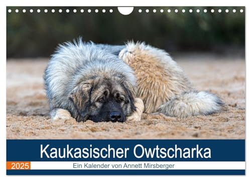 Kaukasischer Owtscharka (Wandkalender 2025 DIN A4 quer), CALVENDO Monatskalender von CALVENDO