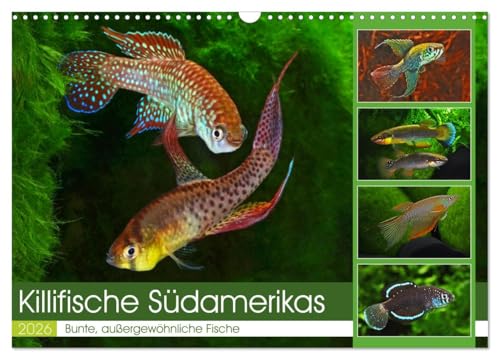 Killifische Südamerikas (Wandkalender 2026 DIN A3 quer), CALVENDO Monatskalender: Bunte, außergewöhnliche Fische (CALVENDO Tiere) von Calvendo