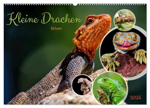 Kleine Drachen - Echsen (Wandkalender 2025 DIN A2 quer), CALVENDO Monatskalender von CALVENDO