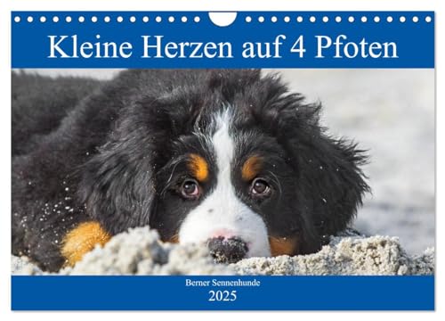 Kleine Herzen auf 4 Pfoten - Berner Sennenhunde (Wandkalender 2025 DIN A4 quer), CALVENDO Monatskalender von CALVENDO