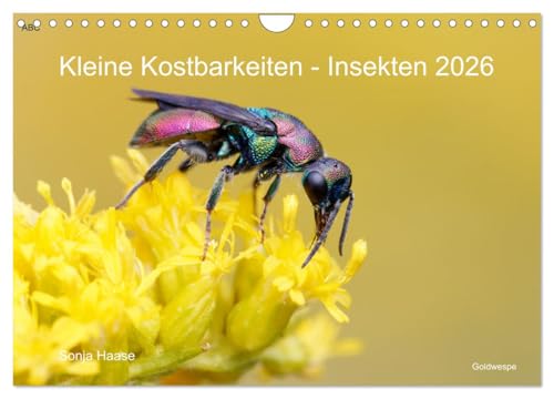 Kleine Kostbarkeiten Insekten (Wandkalender 2026 DIN A4 quer), CALVENDO Monatskalender von CALVENDO