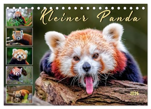 Kleiner Panda (Tischkalender 2025 DIN A5 quer), CALVENDO Monatskalender von CALVENDO
