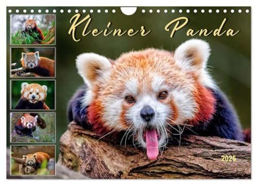Kleiner Panda (Wandkalender 2025 DIN A4 quer), CALVENDO Monatskalender von CALVENDO