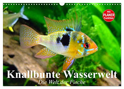 Knallbunte Wasserwelt. Die Welt der Fische (Wandkalender 2026 DIN A3 quer), CALVENDO Monatskalender von CALVENDO