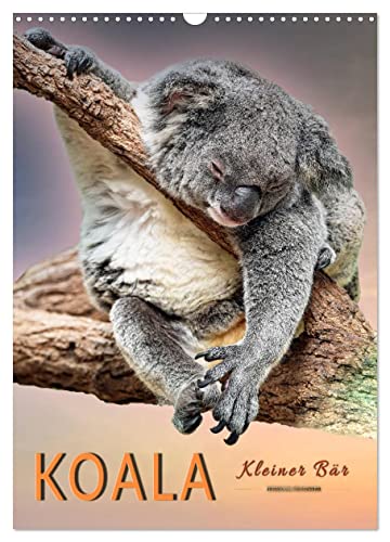 Koala, kleiner Bär (Wandkalender 2025 DIN A3 hoch), CALVENDO Monatskalender von CALVENDO