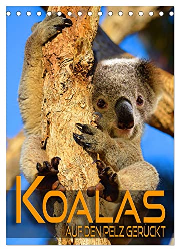 Koalas auf den Pelz gerückt (Tischkalender 2025 DIN A5 hoch), CALVENDO Monatskalender von CALVENDO