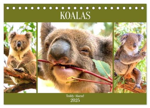 Koalas. Teddy-Alarm! (Tischkalender 2025 DIN A5 quer), CALVENDO Monatskalender von CALVENDO